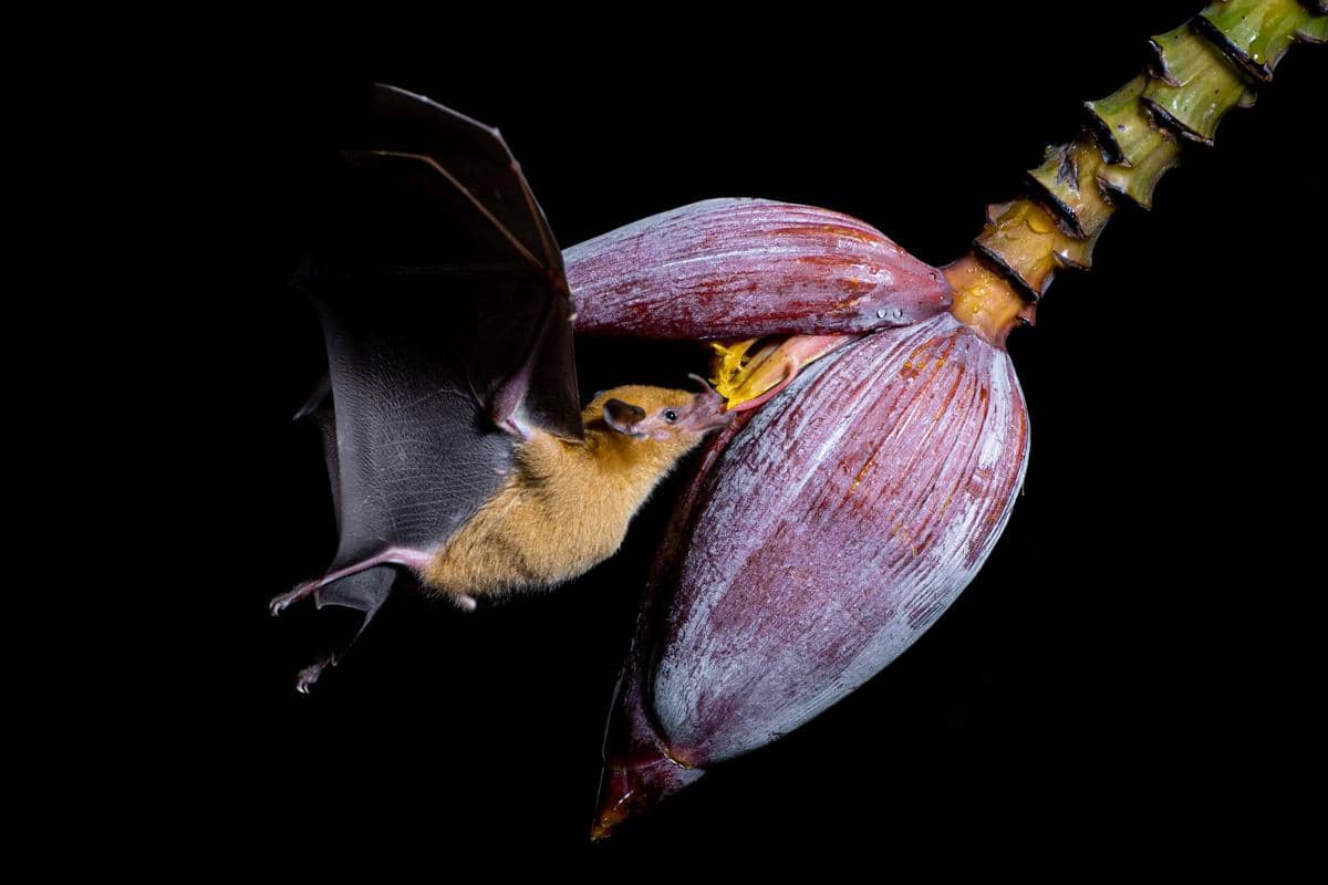 Seekor kelelawar memakan jantung pisang.