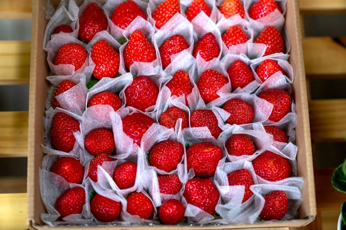 ilustrasi buah strawberry 