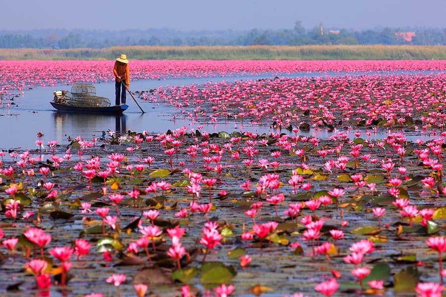 potret Red Lotus Sea