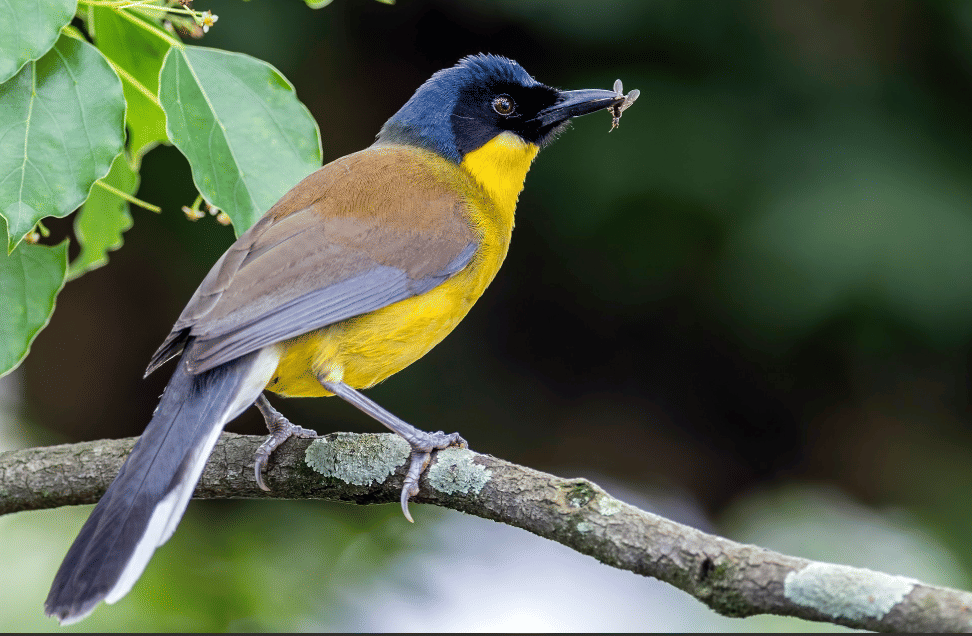 burung blue-crowned laughingthrush