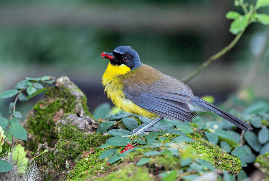 burung blue-crowned laughingthrush