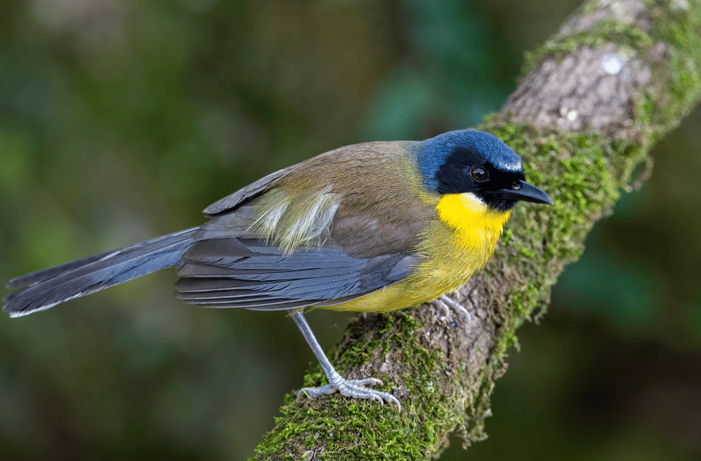 burung blue-crowned laughingthrush
