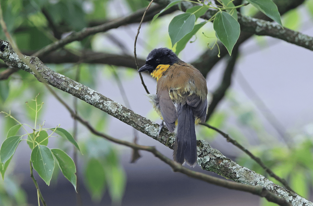 burung blue-crowned laughingthrush