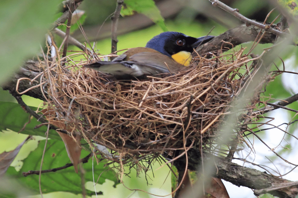 burung blue-crowned laughingthrush