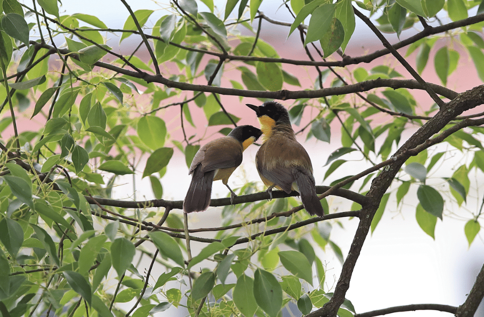 burung blue-crowned laughingthrush