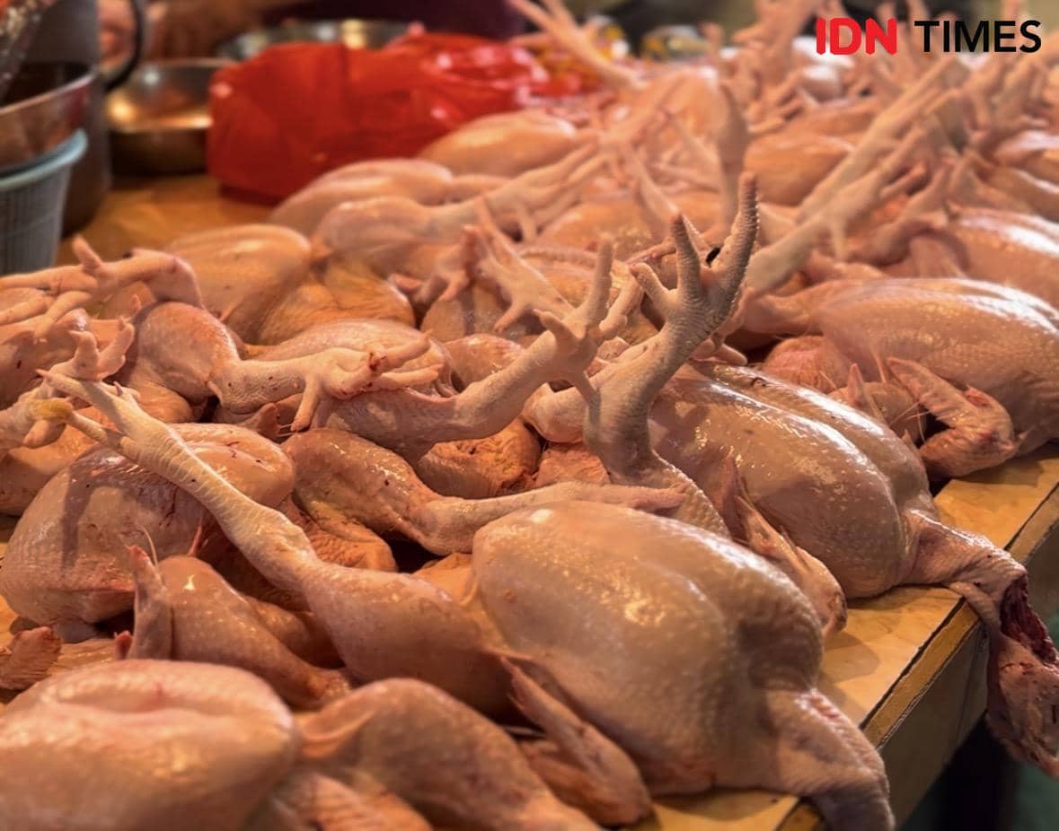 Harga ayam potong di Pontianak meroket.