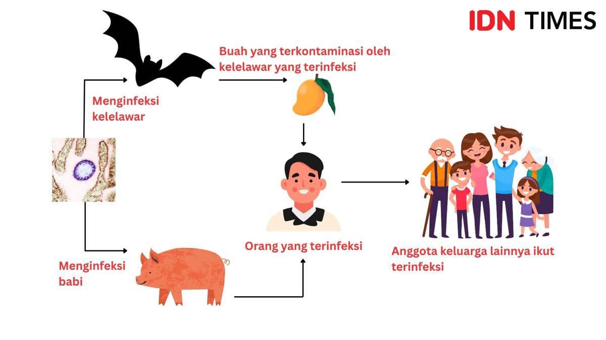 Virus Nipah Kembali Muncul, Apakah Indonesia Berisiko?