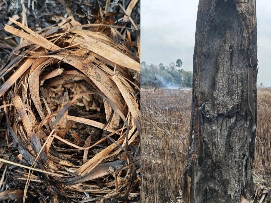 Potret karhutla di TNWK, Lampung Timur periode  25-26 Januari 2026.