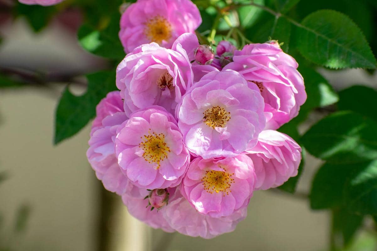 Ilustrasi damask rose