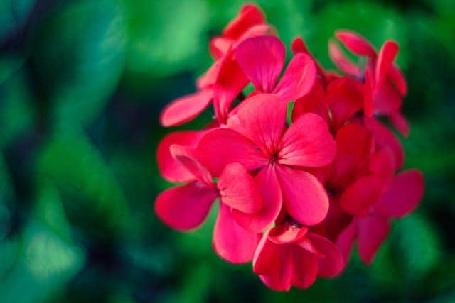 Geranium 