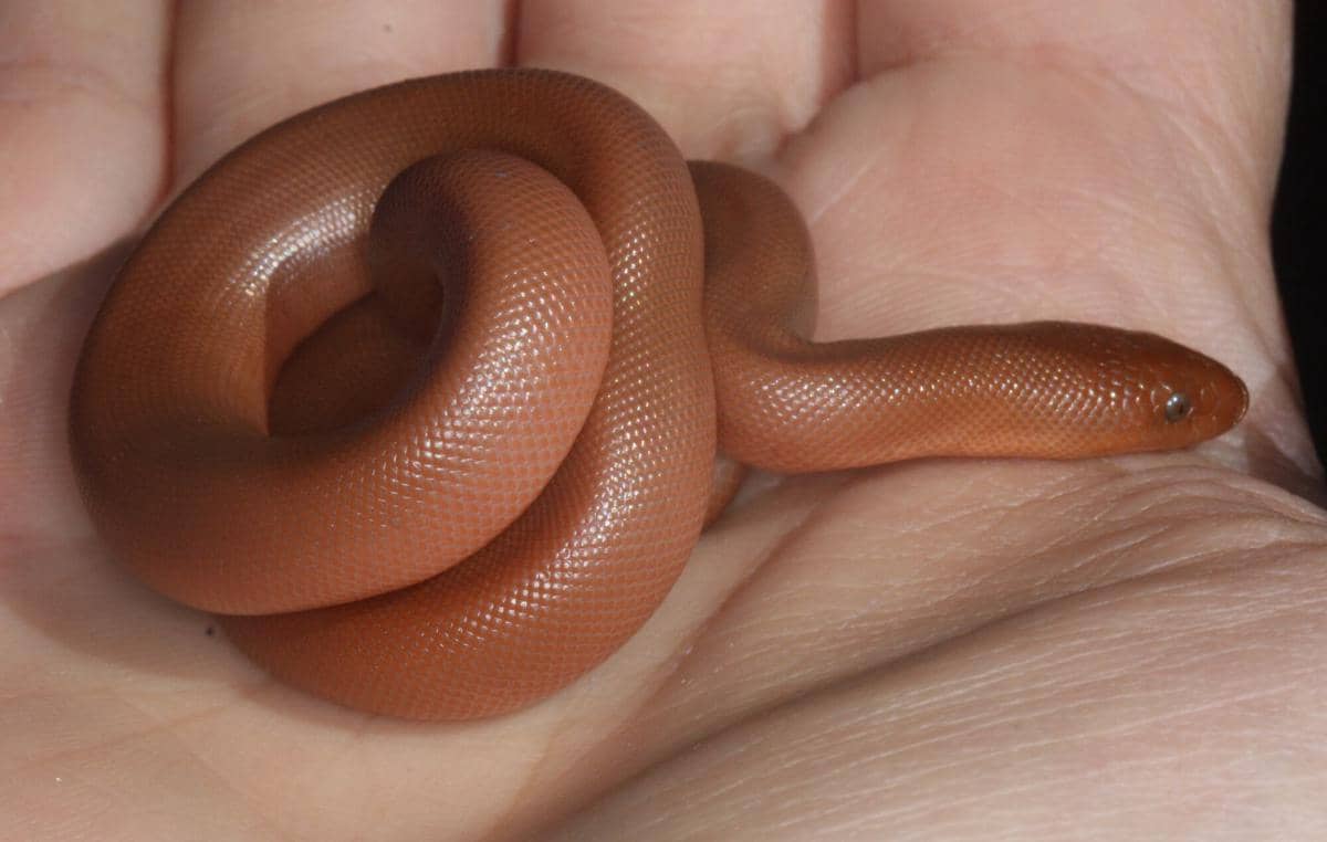 ilustrasi rubber boa