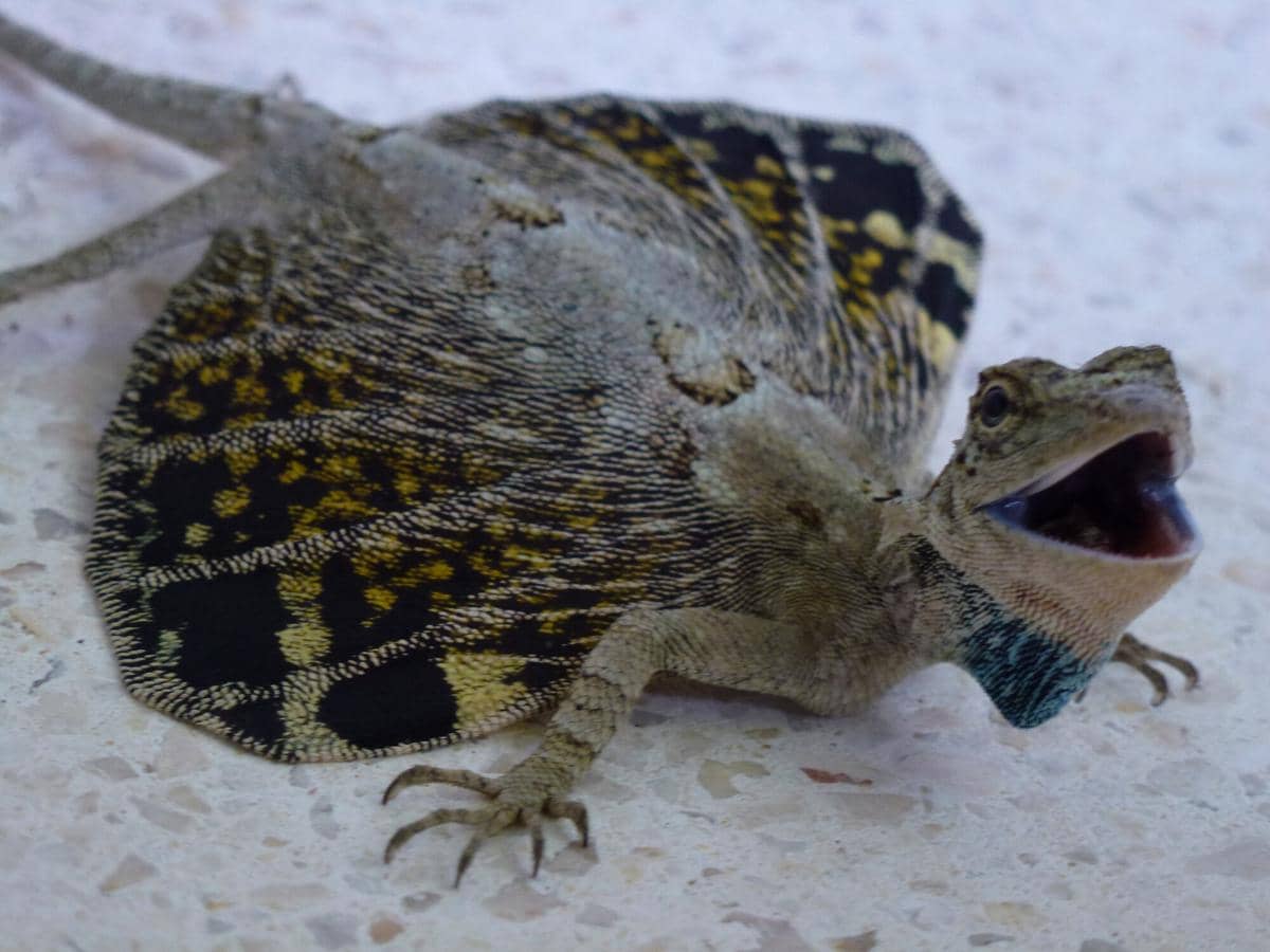 ilustrasi draco