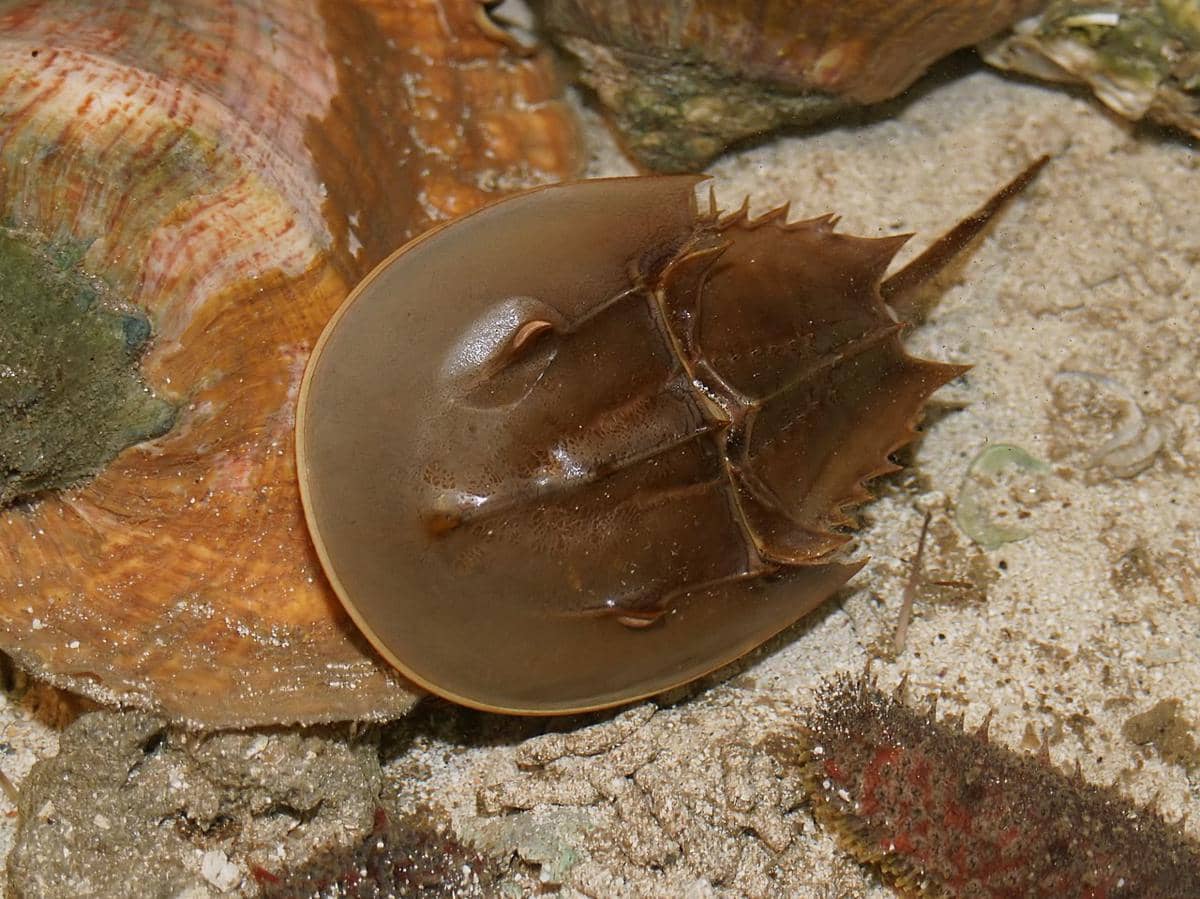 Kepiting tapal kuda