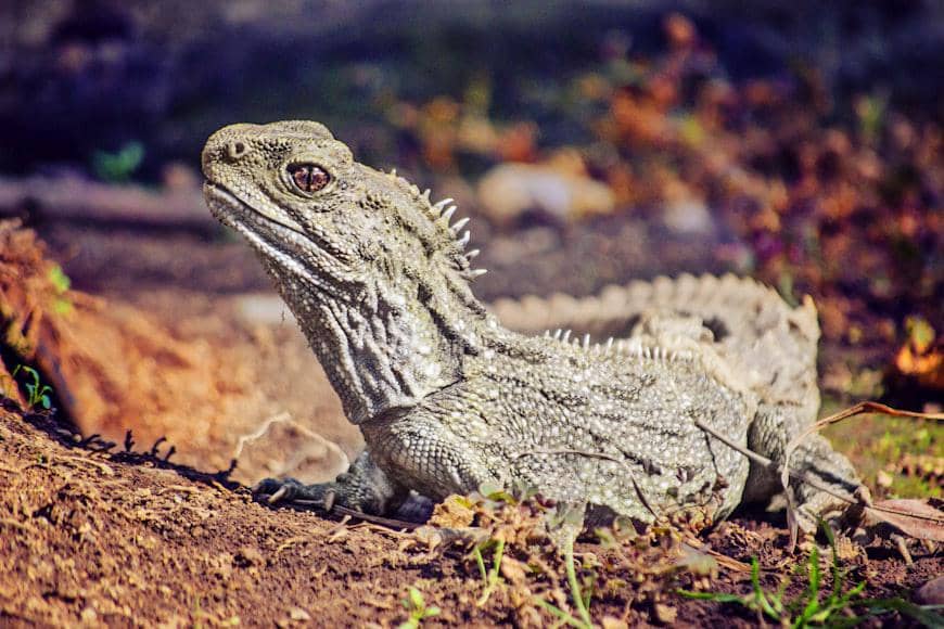 7 Reptil yang Evolusinya Terlalu Aneh, Bikin Ilmuwan Geleng Kepala