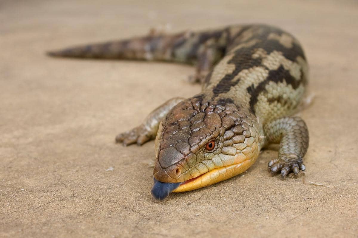 ilustrasi blue-tongued skink