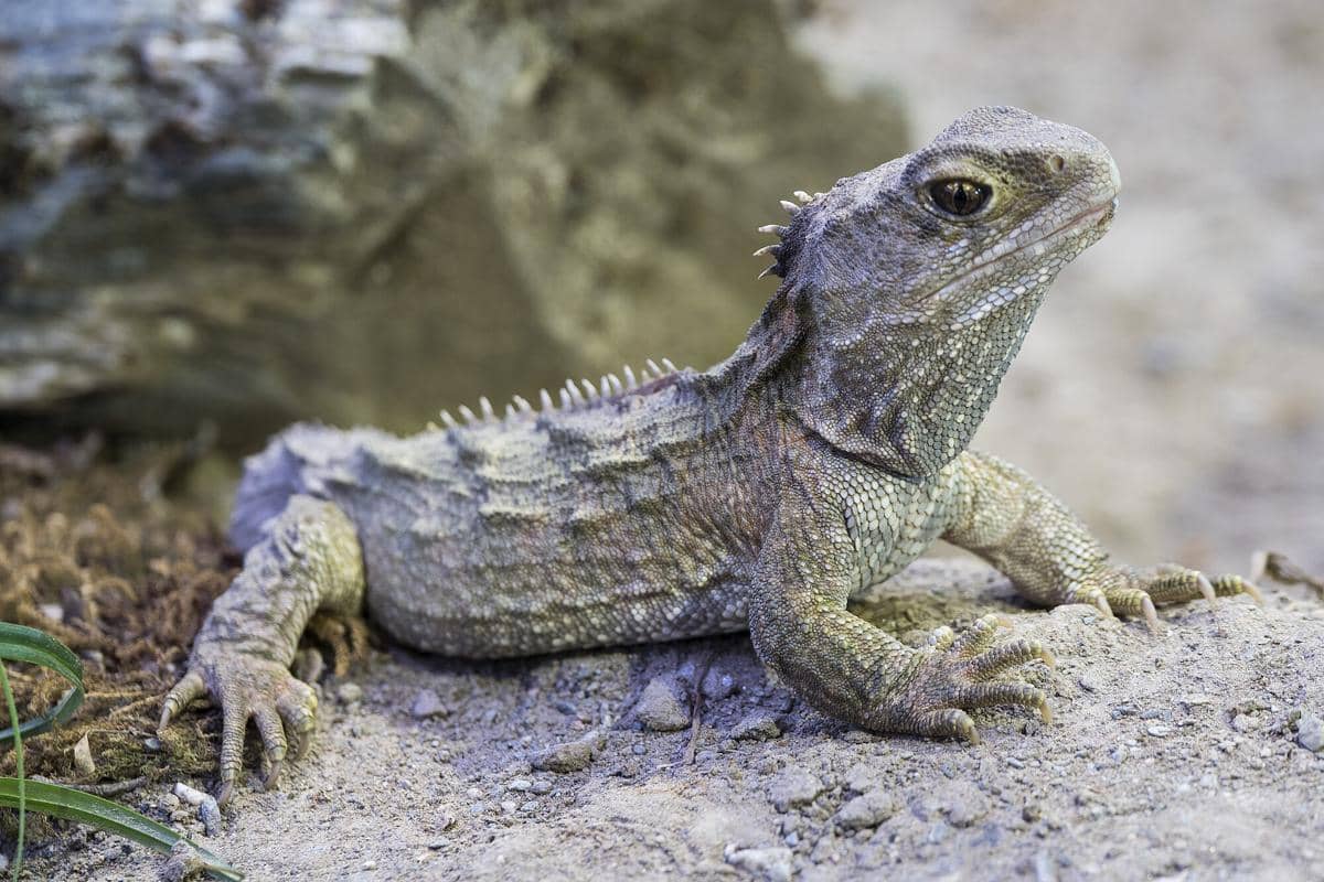 ilustrasi tuatara