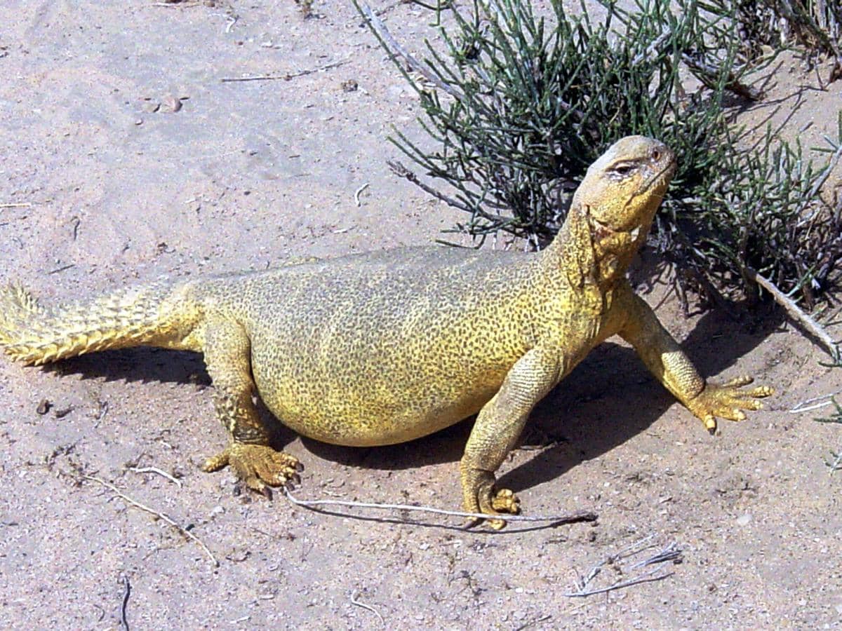 ilustrasi uromastyx
