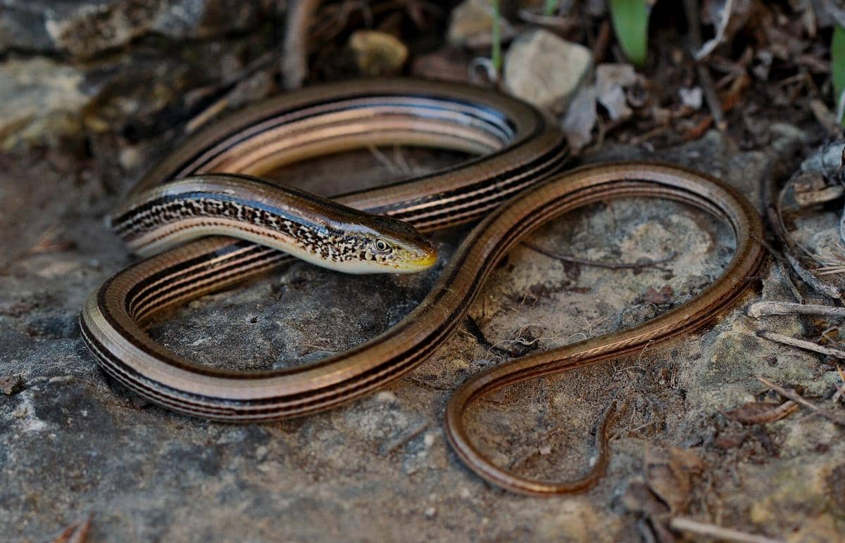 ilustrasi glass lizard