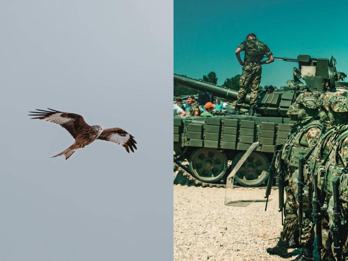 ilustrasi hewan yang menginspirasi dunia militer