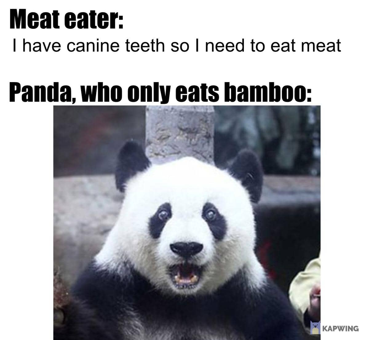 meme panda