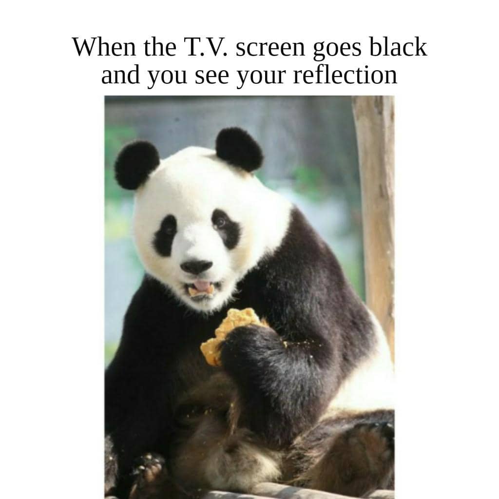 meme panda