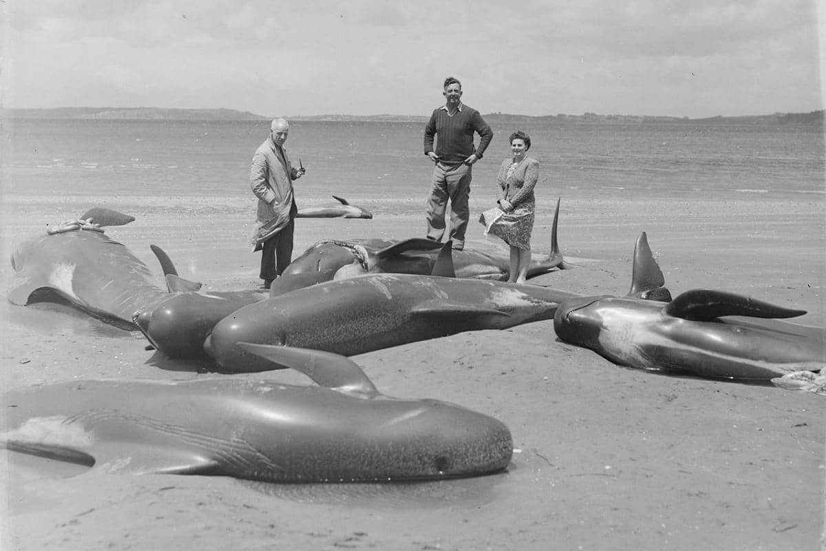 Paus Pilot terdampar massal