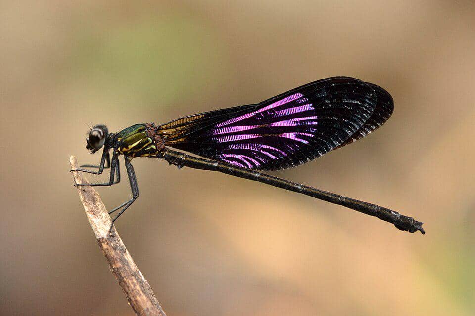 Capung Euphaea variegata