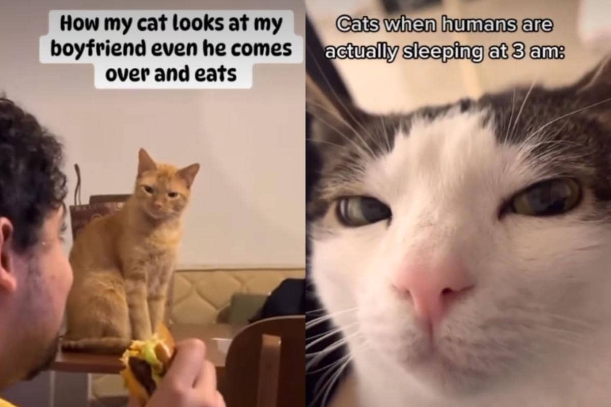 meme sorotan mata kucing bikin kena mental