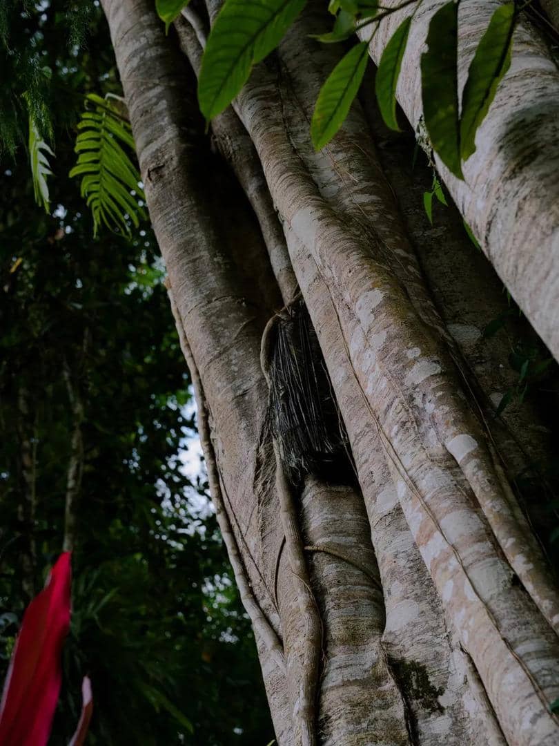 Sintya Marisca saat liburan di Tana Toraja