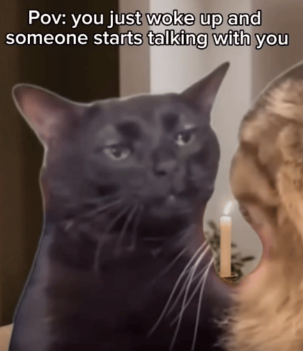 meme kucing tentang tatapan kosong