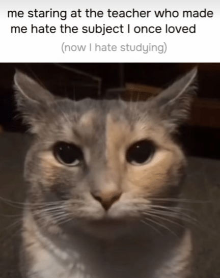 meme kucing tentang tatapan kosong