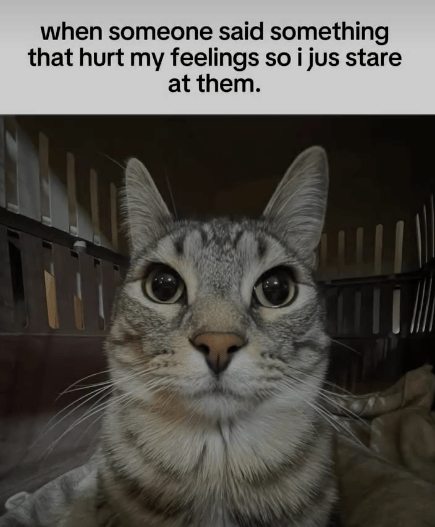 meme kucing tentang tatapan kosong