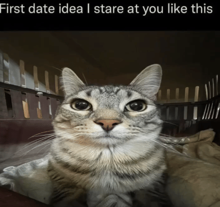 meme kucing tentang tatapan kosong