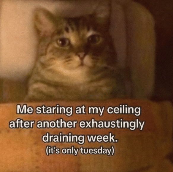 meme kucing tentang tatapan kosong