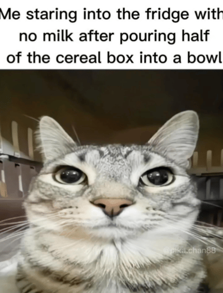 meme kucing tentang tatapan kosong