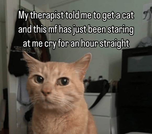 meme sorotan mata kucing bikin kena mental