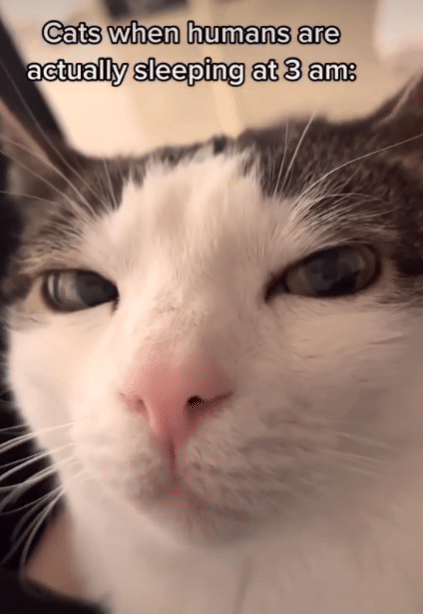 meme sorotan mata kucing bikin kena mental