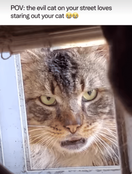 meme sorotan mata kucing bikin kena mental