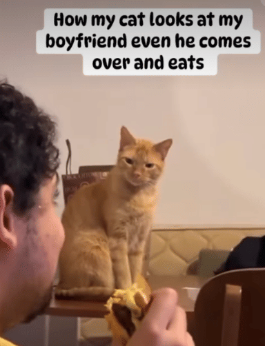 meme sorotan mata kucing bikin kena mental