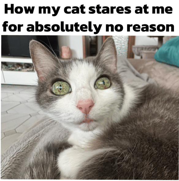 meme sorotan mata kucing bikin kena mental