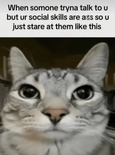 meme kucing tentang tatapan kosong