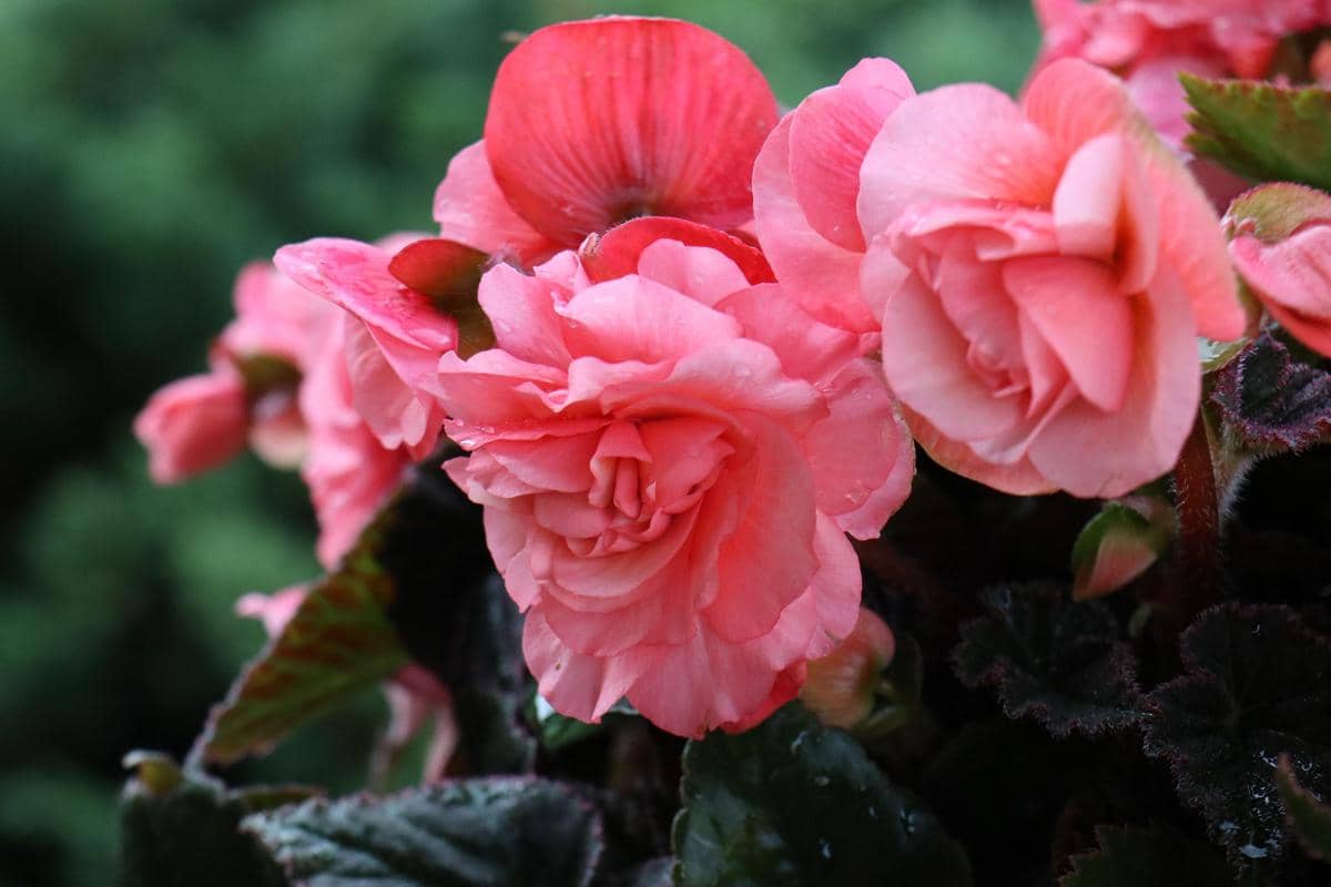 Begonia rex
