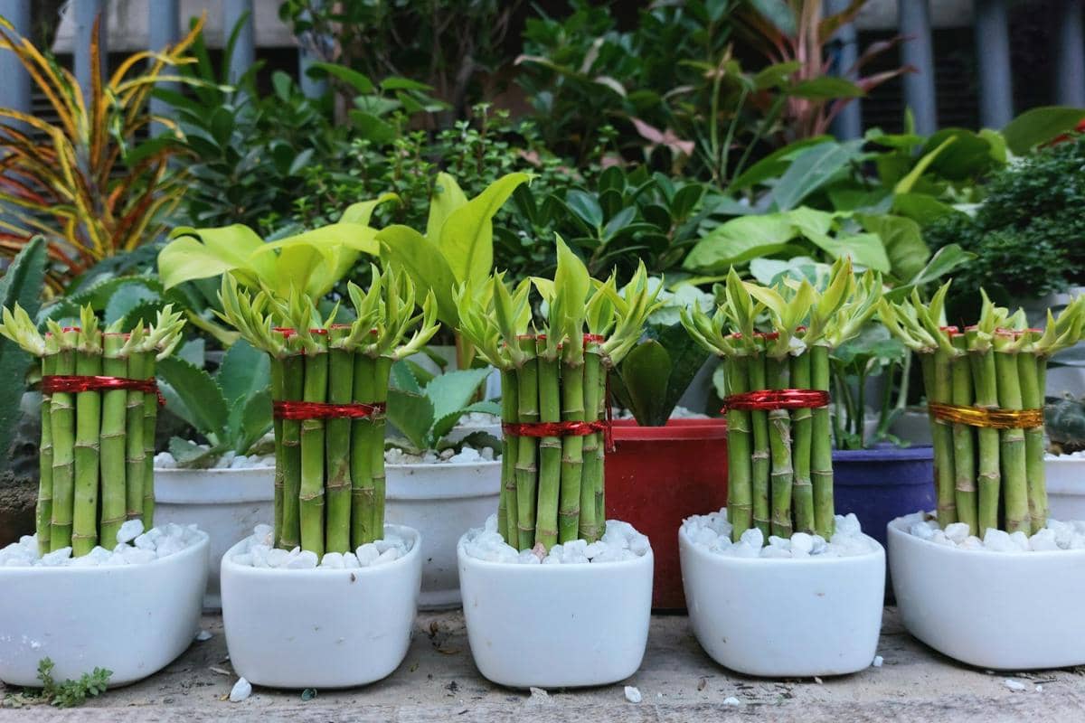 ilustrasi mitos vs fakta tanaman pembawa keberuntungan