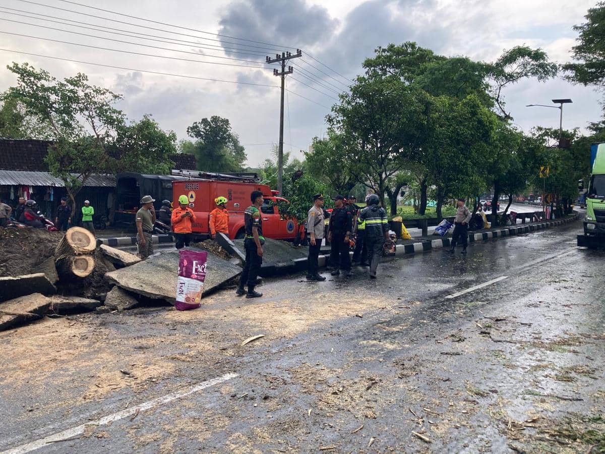 Pohon tumbang di Jalan Ring Road Selatan Banguntapan Bantul. 
