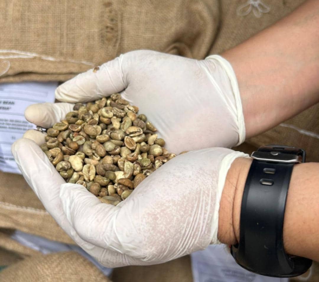 Pemeriksaan Kopi Robusta Pagar Alam sebelum ekspor ke Australia