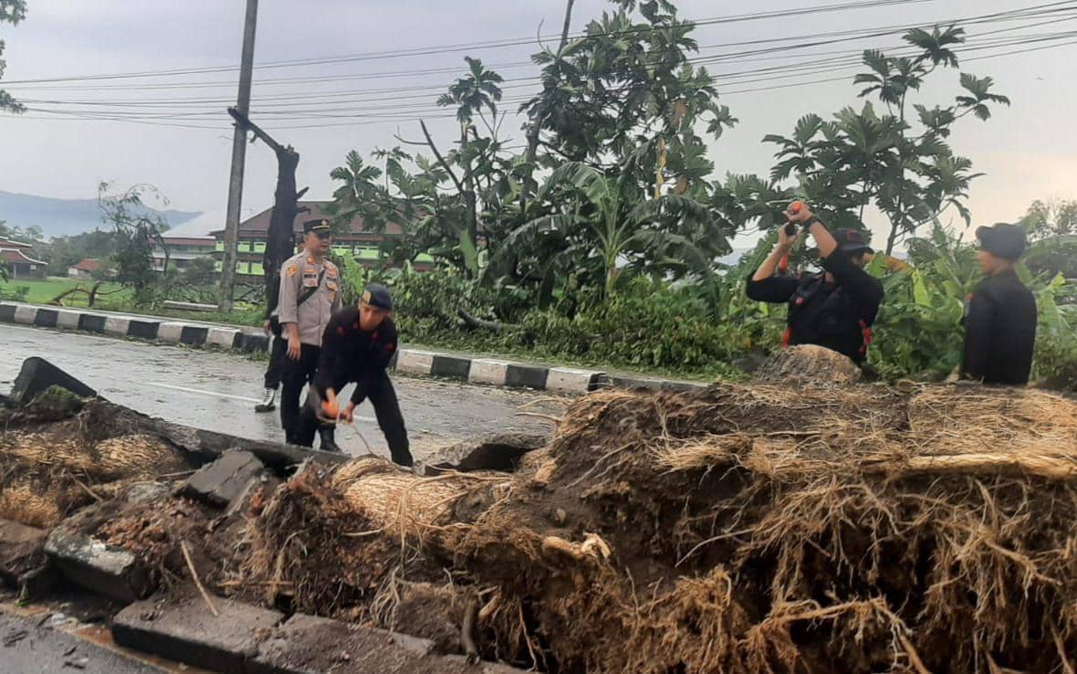 Pohon tumbang di Jalan Ring Road Selatan Banguntapan Bantul. 