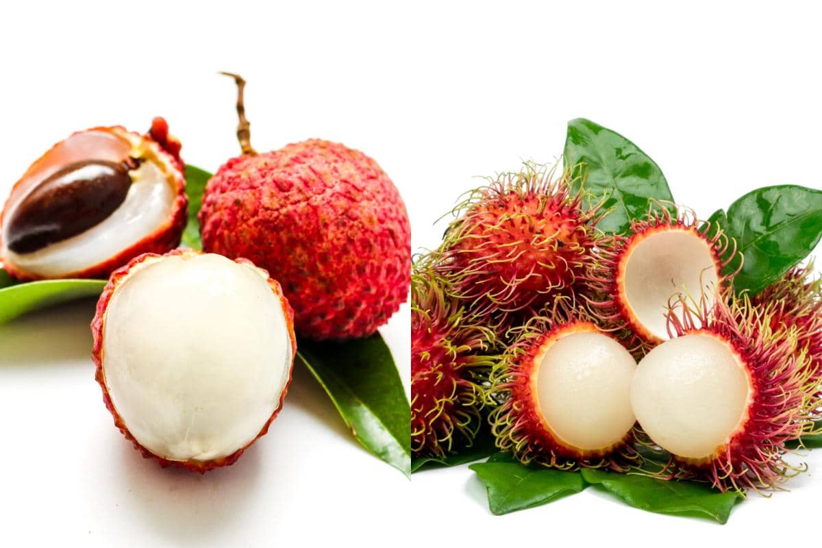 Potret leci dan rambutan