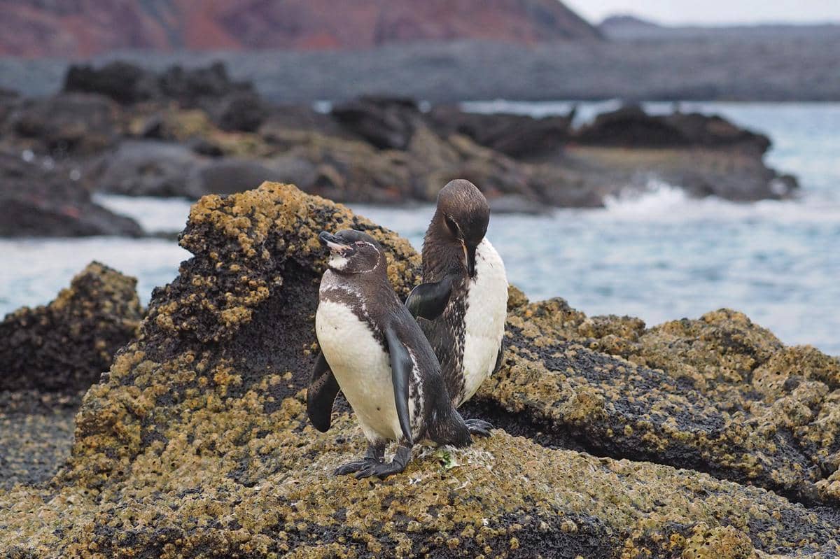 Penguin galapagos (Spheniscus mendiculus) di Pulau Fernandina, Galapagos, Ekuador.