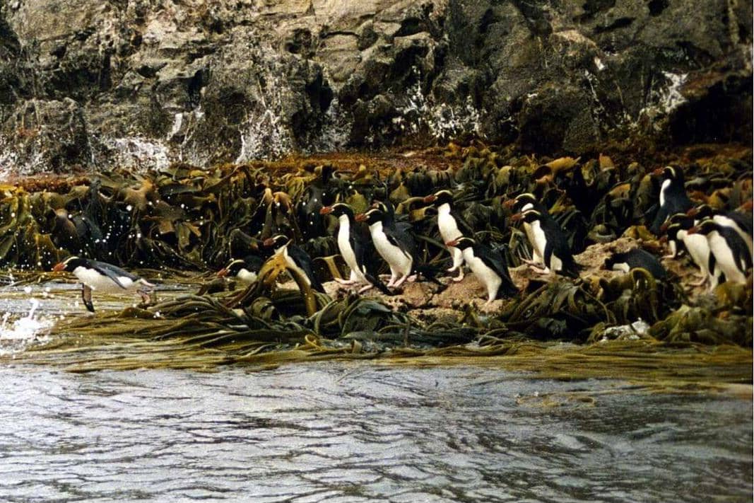 Penguin snares (Eudyptes Robustus) sedang menyelam.