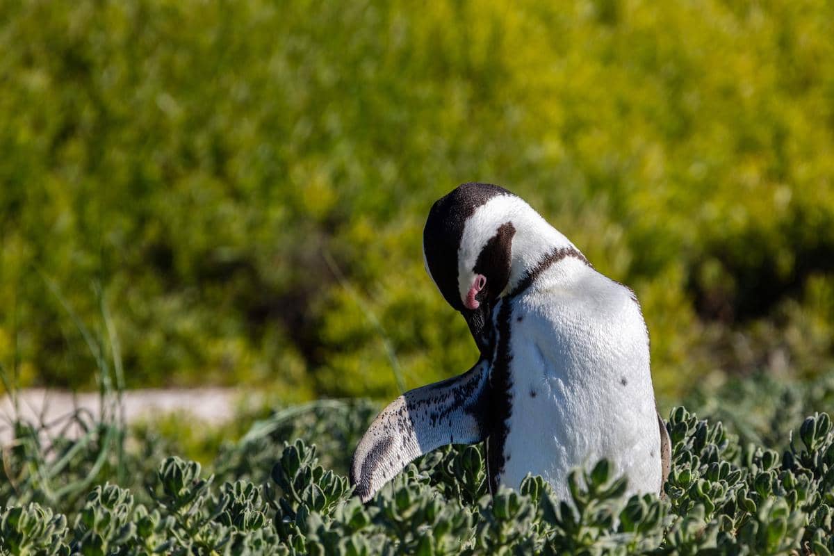 Penguin afrika (Spheniscus demersus) di Pantai Boulders, Simon's Town, Afrika Selatan.